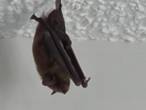 Michigan Bat Removal